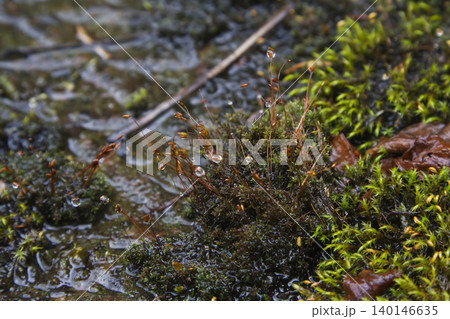 Wet Green Moss with Sporophytes and Water Droplets 140146635