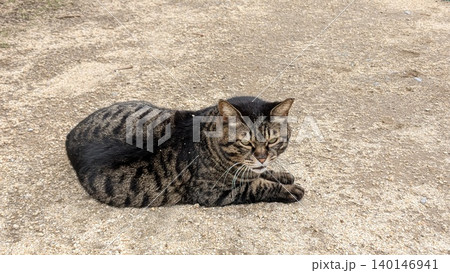 ねこ 140146941
