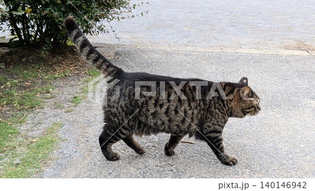 ねこ ねこ 140146942