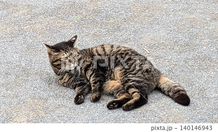 ねこ ねこ 140146943