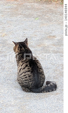 ねこ 140146944