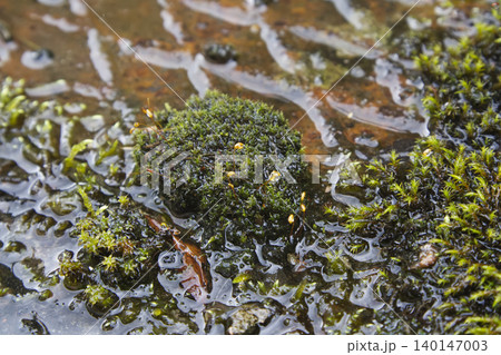 Green Moss Cushion in Wet Muddy Ground Closeup Green Moss Cushion in Wet Muddy Ground Closeup 140147003