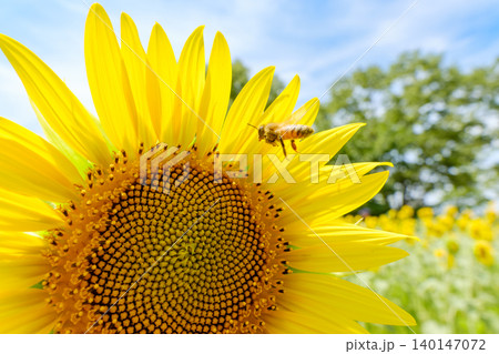 夏の青空の下でヒマワリの花に近づくミツバチ 夏の青空の下でヒマワリの花に近づくミツバチ 140147072