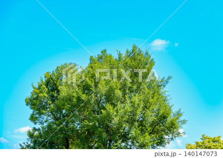 爽やかな夏の青空に広がる新緑の美しい木々 爽やかな夏の青空に広がる新緑の美しい木々 140147073