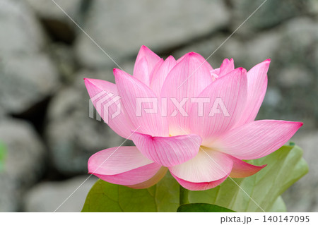 石垣を背景に一輪美しく開花した大輪の蓮の花 石垣を背景に一輪美しく開花した大輪の蓮の花 140147095