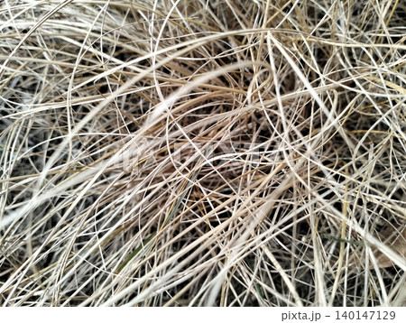 Natural Dry Grass Surface with Golden Brown Tones Natural Dry Grass Surface with Golden Brown Tones 140147129