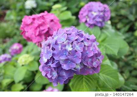 アジサイの花 紫色 アジサイの花 紫色 140147264