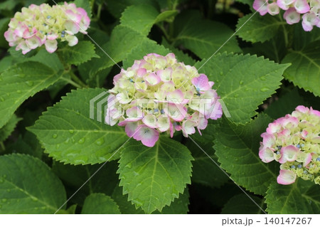 アジサイの花 淡い色 アジサイの花 淡い色 140147267