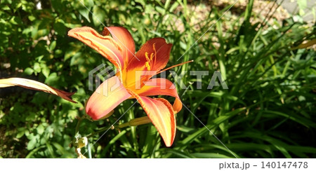 Sunlit orange daylily flower with green foliage background Sunlit orange daylily flower with green foliage background 140147478