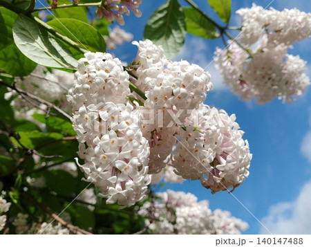 Close-up of white flowering shrub with green foliage Close-up of white flowering shrub with green foliage 140147488