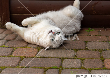 Relaxed white domestic cat resting near wooden background Relaxed white domestic cat resting near wooden background 140147655