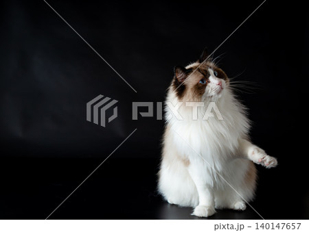 Blue eyed Ragdoll cat with fluffy white fur on black background Blue eyed Ragdoll cat with fluffy white fur on black background 140147657