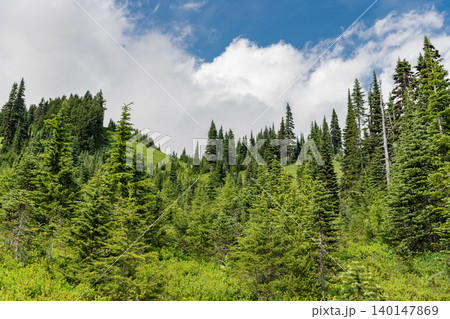 Nature of mountain forest. Green forest wood landscape in mountain. Nature of mixed forest. Landscape of scenery nature. Scenic landscape of woodland. Hill landscape with forest Nature of mountain forest. Green forest wood landscape in mountain. Nature of mixed forest. Landscape of scenery nature. Scenic landscape of woodland. Hill landscape with forest 140147869