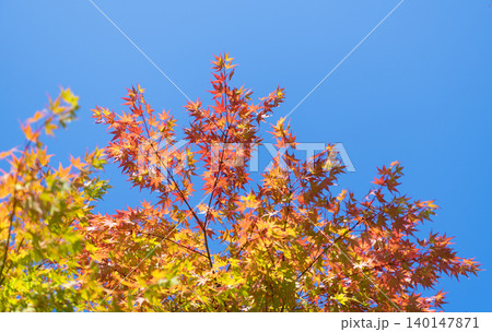 Seasonal leaves on tree. Natural autumn leaves. Autumn beauty of nature. Fall season nature. Fall leaves of maple tree. Autumn tree. Nature in fall season. Autumnal sunny day. Harvest season Seasonal leaves on tree. Natural autumn leaves. Autumn beauty of nature. Fall season nature. Fall leaves of maple tree. Autumn tree. Nature in fall season. Autumnal sunny day. Harvest season 140147871