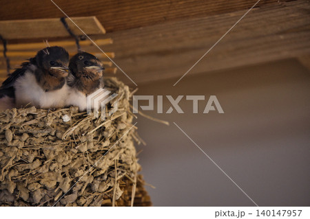 親ツバメを待つツバメのヒナ14 親ツバメを待つツバメのヒナ14 140147957