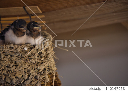 親ツバメを待つツバメのヒナ15 親ツバメを待つツバメのヒナ15 140147958