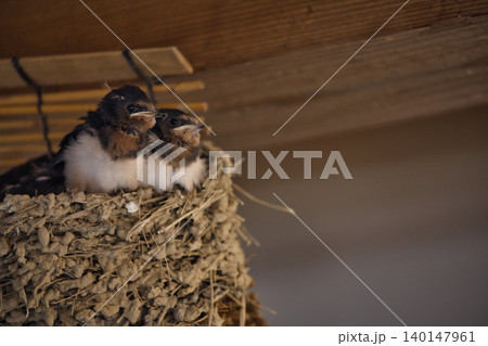 親ツバメを待つツバメのヒナ18 親ツバメを待つツバメのヒナ18 140147961