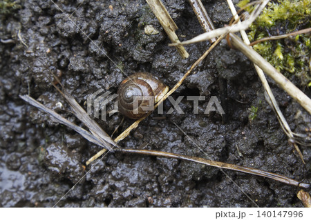 Small Snail Shell on Wet Muddy Ground 140147996
