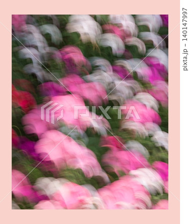 Dreamlike Pink Petunias in Motion Dreamlike Pink Petunias in Motion 140147997