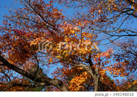 洛北上高野の寺院の境内の楓の紅葉 140148018