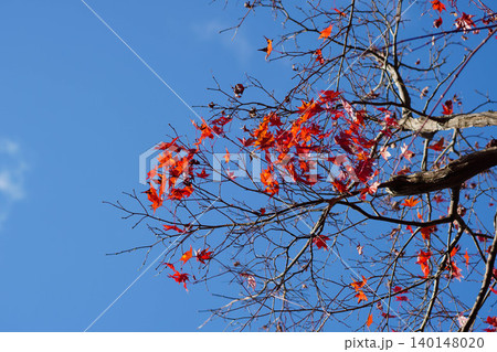 洛北上高野の寺院の境内の楓の紅葉 洛北上高野の寺院の境内の楓の紅葉 140148020