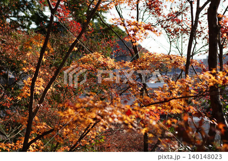 洛北上高野の寺院の境内の楓の紅葉 洛北上高野の寺院の境内の楓の紅葉 140148023