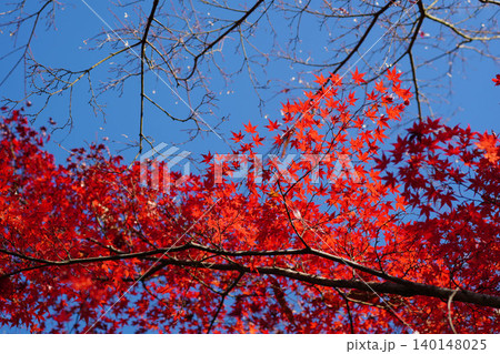 洛北上高野の寺院の境内の楓の紅葉 140148025