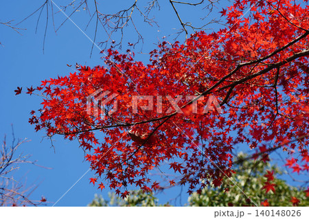 洛北上高野の寺院の境内の楓の紅葉 洛北上高野の寺院の境内の楓の紅葉 140148026