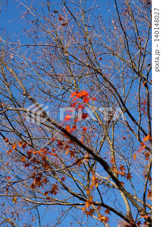 洛北上高野の寺院の境内の楓の紅葉 洛北上高野の寺院の境内の楓の紅葉 140148027