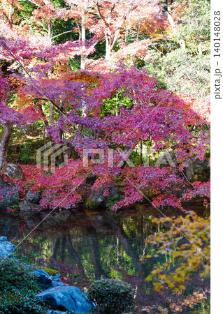 洛北上高野の寺院の境内の楓の紅葉 洛北上高野の寺院の境内の楓の紅葉 140148028