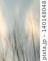 Abstract Bare Trees in Motion Against Soft Evening Sky 140148048