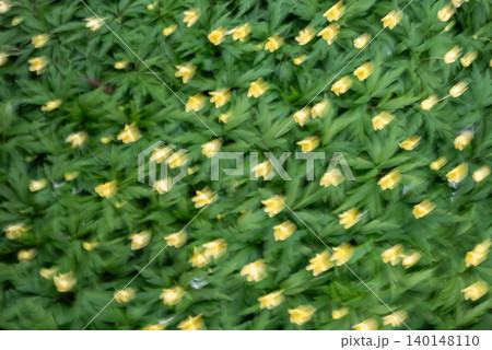 Dreamy Yellow Spring Wildflowers in Motion Dreamy Yellow Spring Wildflowers in Motion 140148110
