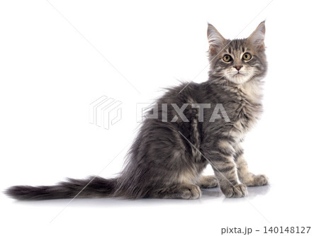 maine coon kitten maine coon kitten 140148127