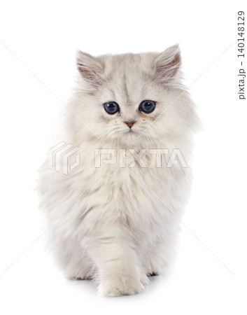 persian kitten persian kitten 140148129