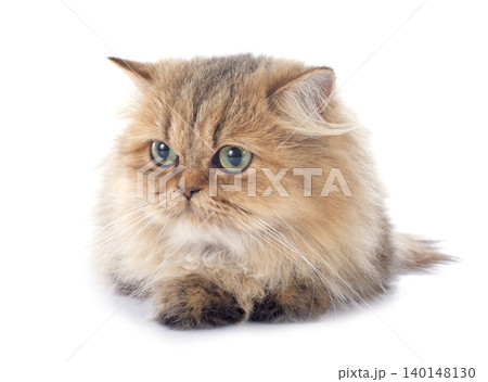 persian cat persian cat 140148130