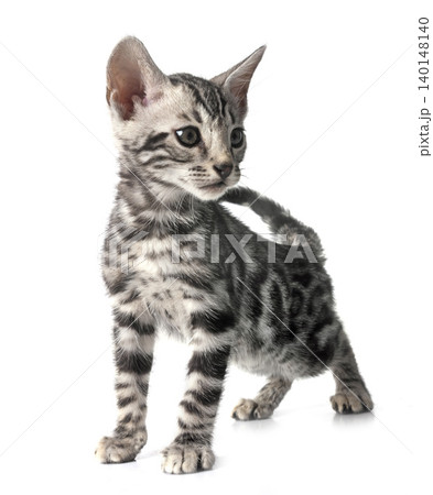 bengal kitten in studio 140148140
