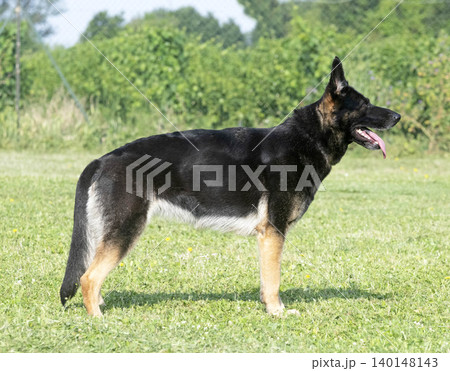 training of german shepherd 140148143