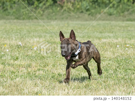 training of bull terrier training of bull terrier 140148152