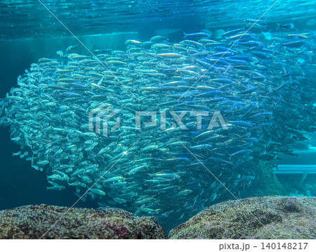 群泳するイワシの群れ 海中を泳ぐ魚群 群泳するイワシの群れ 海中を泳ぐ魚群 140148217