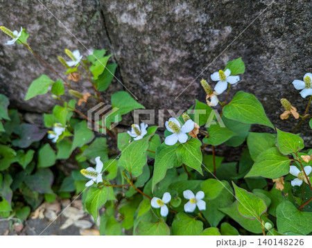 道端に咲くドクダミの花 初夏の野草風景 140148226