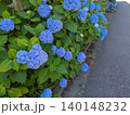 青い紫陽花が咲く梅雨の風景 青い紫陽花が咲く梅雨の風景 140148232