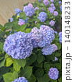 紫色の紫陽花のクローズアップ 紫色の紫陽花のクローズアップ 140148233