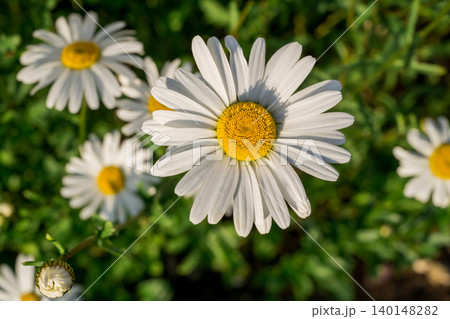 White daisy flowers blooming in sunlight with green natural background White daisy flowers blooming in sunlight with green natural background 140148282