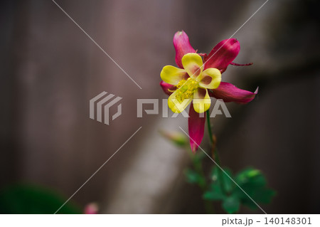 Red and yellow columbine flower with soft blurred background and copy space Red and yellow columbine flower with soft blurred background and copy space 140148301