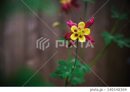 Red and yellow columbine flower with soft blurred background and copy space Red and yellow columbine flower with soft blurred background and copy space 140148304