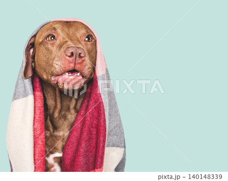 Brown dog wrapped in a cozy checkered wool blanket Brown dog wrapped in a cozy checkered wool blanket 140148339