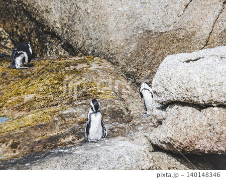 African penguins stand on sunlit granite rocks African penguins stand on sunlit granite rocks 140148346