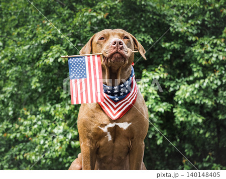 Patriotic brown dog and American flag Patriotic brown dog and American flag 140148405