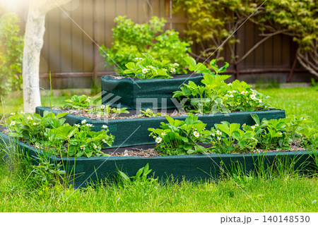 Flowering strawberry bushes growing in a productive raised bed Flowering strawberry bushes growing in a productive raised bed 140148530