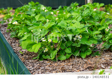 Strawberry flowers among lush green garden foliage Strawberry flowers among lush green garden foliage 140148531